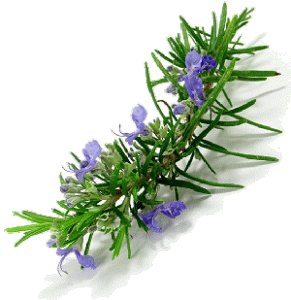 How_to_Store_Rosemary